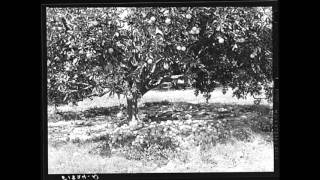 African American Folk Music (FL): All Around the Maypole