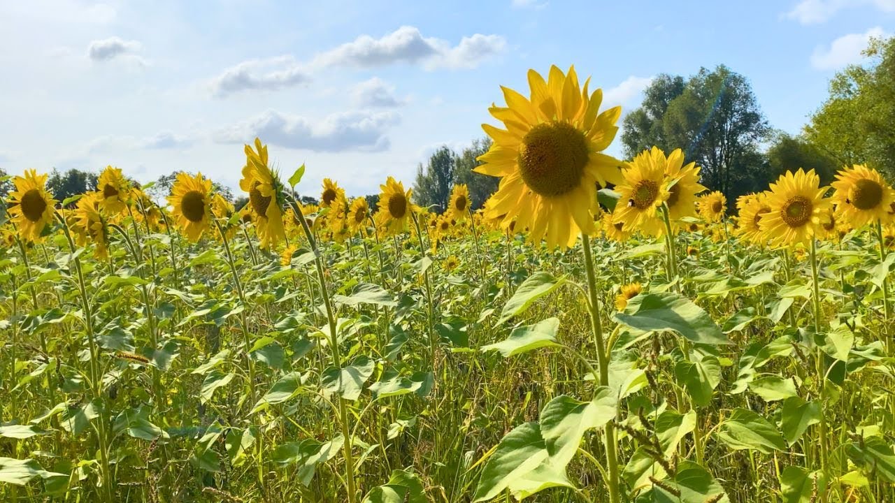 Walking route through a sunflower field🌻👀 Netherlands