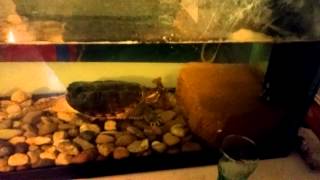 Snapping turtle eating crayfish read description