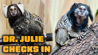 A Primate Scientist Talks About Our Marmosets!