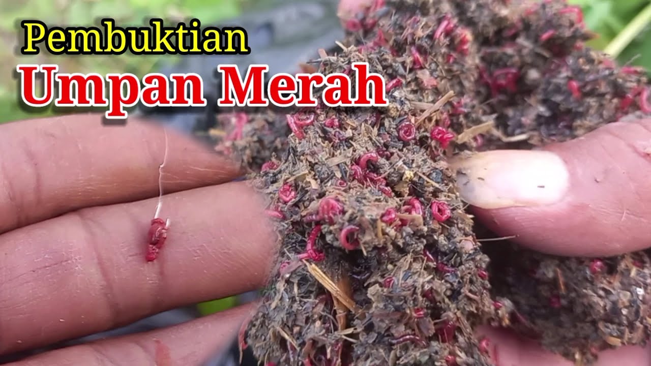 Umpan merah. Umpan sakti untuk Mancing ikan dan cara pasangnya.