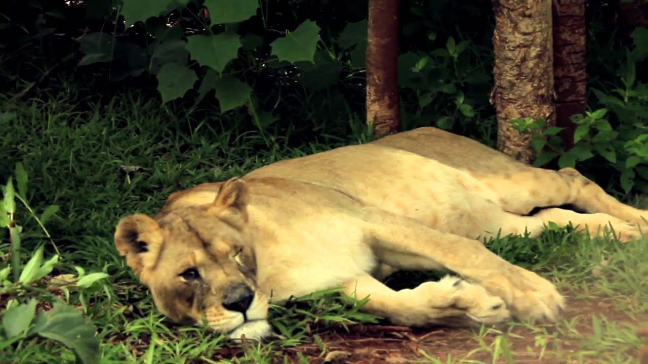 malawi map Jo Jo's Story