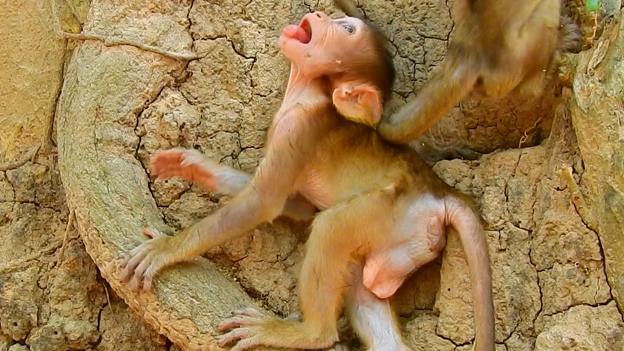 Baron very happy playing with friend | Baron very handsome boy / Monkey Post