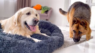 What does a German Shepherd do when a Golden Retriever doesn't want to share his bed