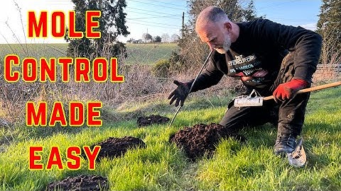 GARDEN MOLES - How to use a TUNNEL MOLE TRAP - Guaranteed RESULTS every time!