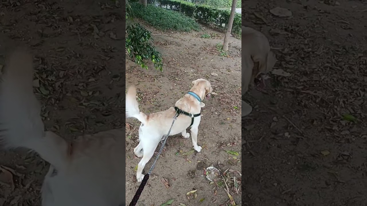 Coco's club 🦮❤️