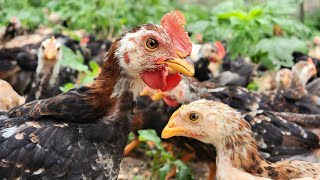 The flock of 2,000 chickens was released into the garden for the first time