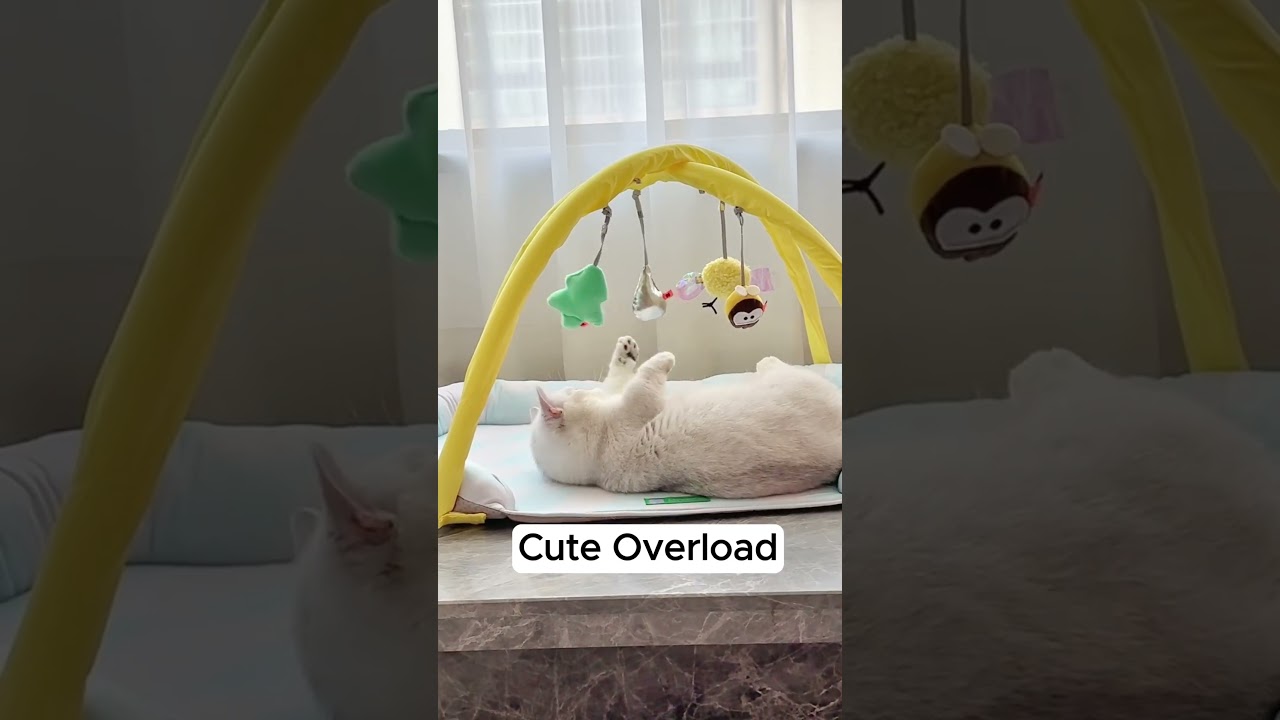 Widdle Nose, Pretty Toes, Loaf Mode! 🐱💖 