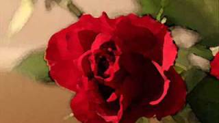 Rose time lapse in water color
