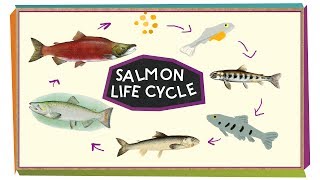 Salmon Parents Are Amazing!