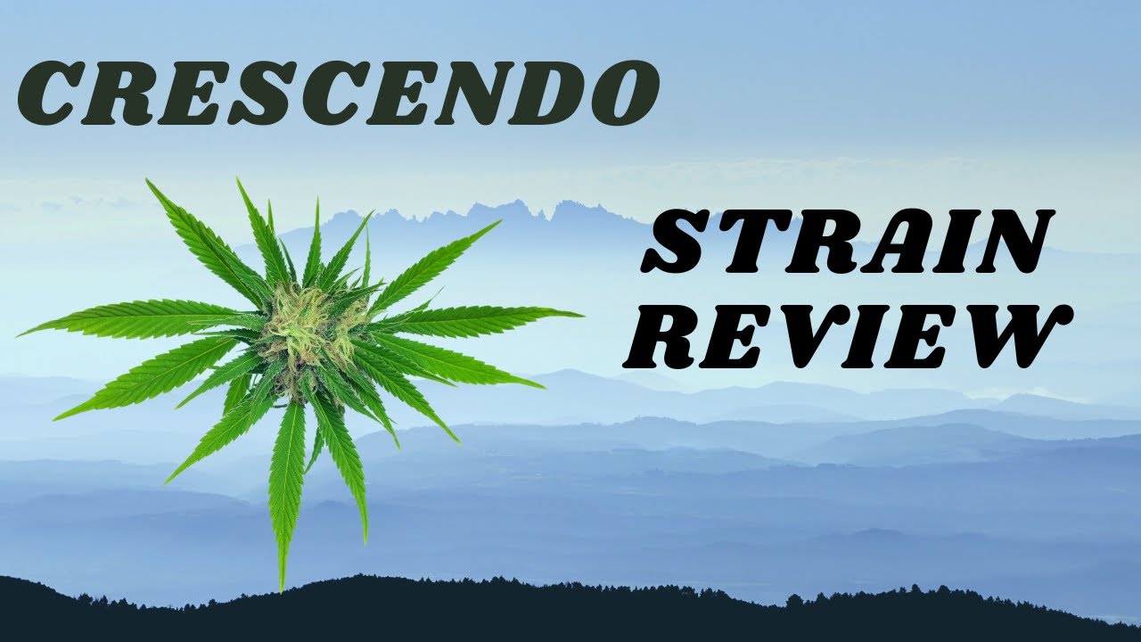 CRESCENDO BY THC DESIGN!  CHEMDAWG X I-95 X MANDARIN COOKIES!