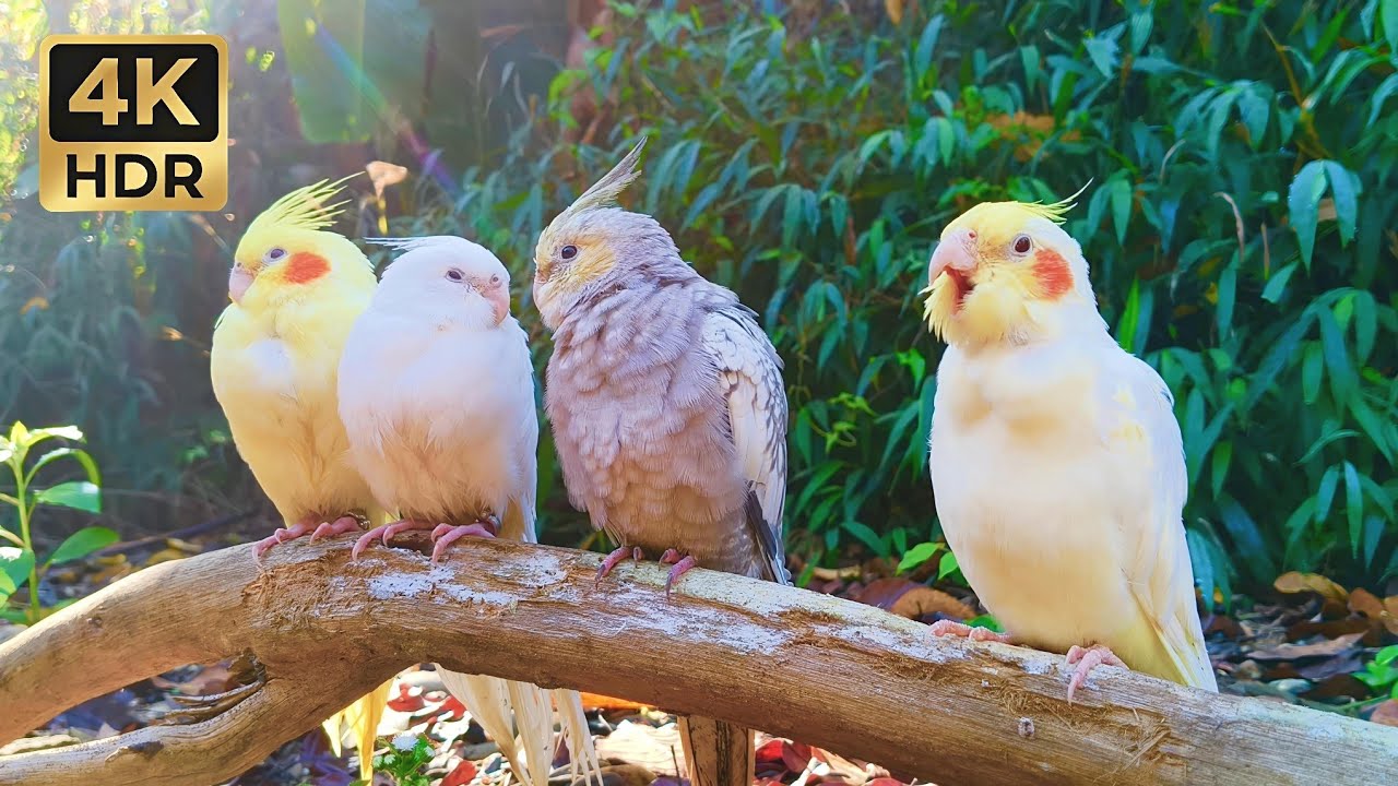 Cute Cockatiel Flock in the Wild | Gentle Morning Chirping (1 Hour)