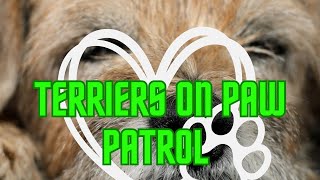 The Terriers are on Paw Patrol again | Thorpeman | Terriers