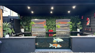 KOI POND live chilling out