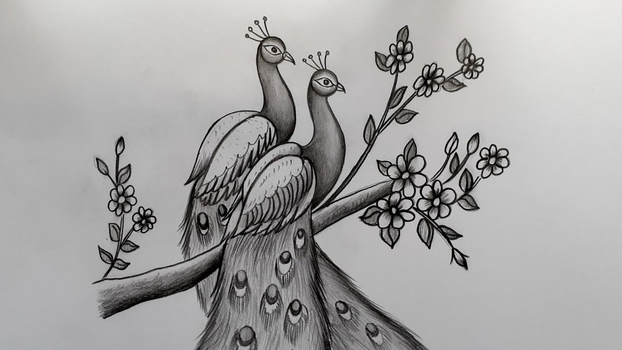 Peacock Drawing With Pencils Short Drawing Video By Chandan Mehta Arts Youtube