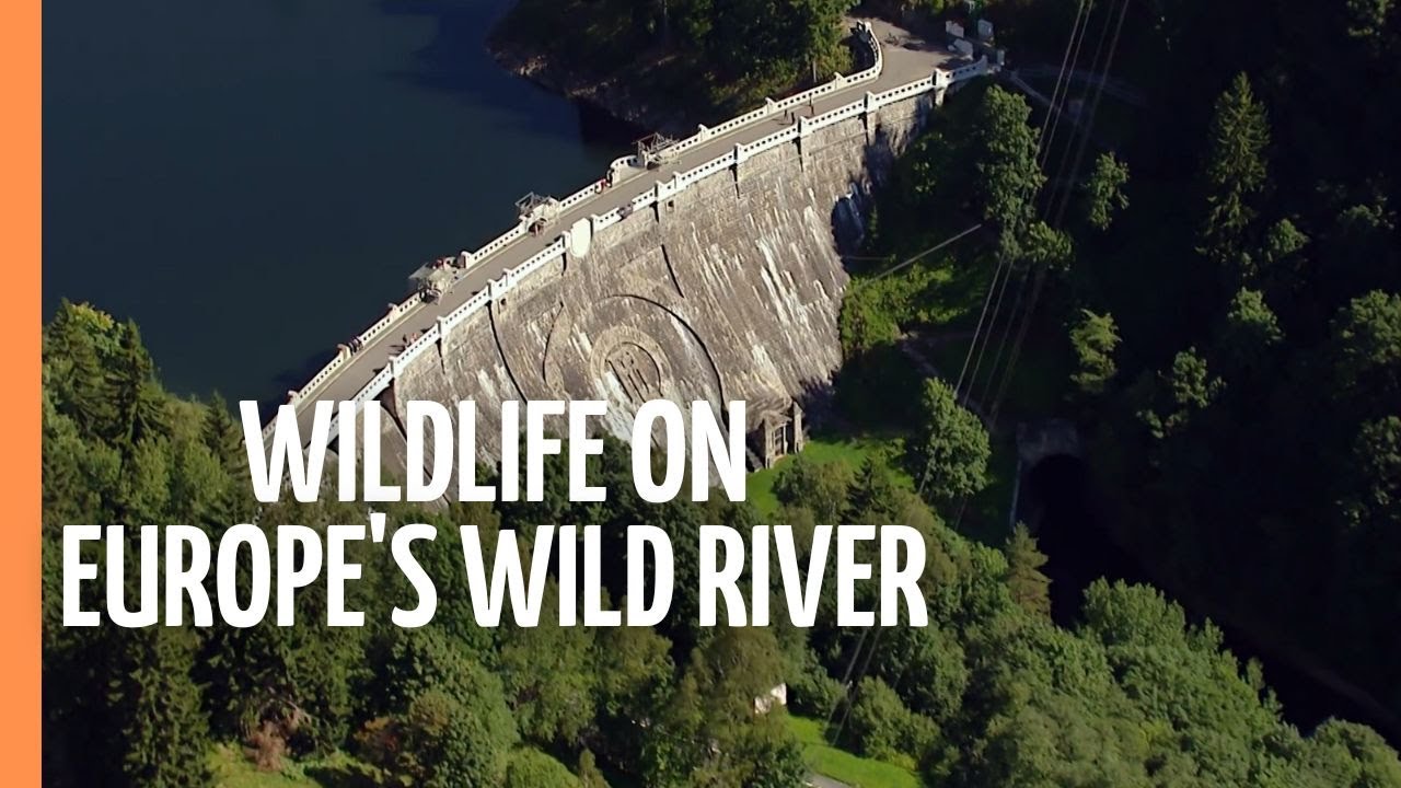 Documentary backdrop image for Fascinating Wildlife on Europe's Wild River - The Elbe (2021)