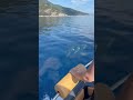 Dolphins Swimming Beside Boat in Greece | Dolphins Racing Our Boat in Aegean Sea | Amazing Adventure