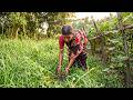 Relaxing Grass Cutting ASMR for Cattle Feed | Repetitive Farm Work Sounds 🌾 | No Music No Talk