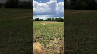 IMG 3341