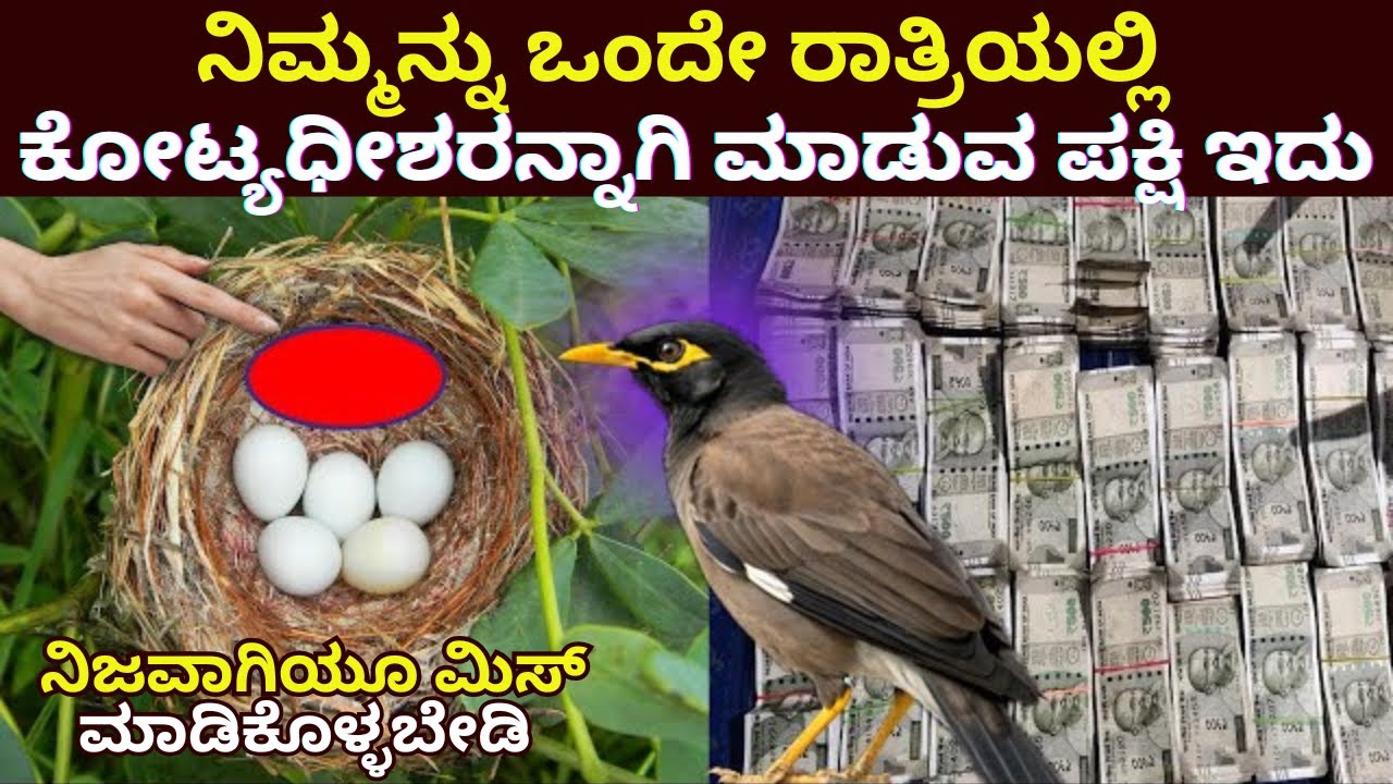 ಒಂದೇ ರಾತ್ರಿಯಲ್ಲಿ ಕೋಟ್ಯಧೀಶರನ್ನಾಗಿ ಮಾಡುವ ಪಕ್ಷಿಇದು |#birds | #interstingfacts |#facts |