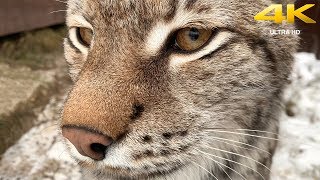 ПЫТАЮСЬ ПОГЛАДИТЬ ДИКУЮ РЫСЬ / Умка нападает на пуму, Ханна бодается с щенком ПЫТАЮСЬ ПОГЛАДИТЬ ДИКУЮ РЫСЬ / Умка нападает на пуму, Ханна бодается с щенком