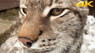 TRYING TO PET A WILD BOBCAT