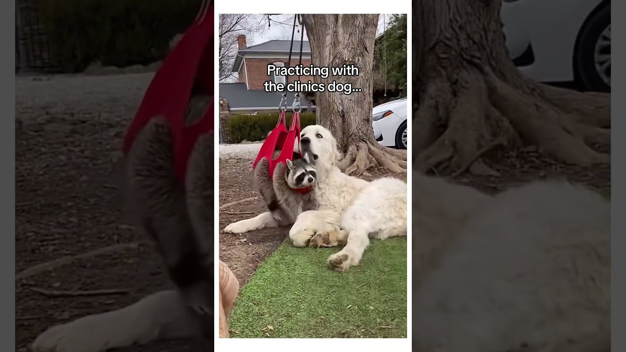 She Chose The Right Place To Stumble Into Wholesome Animals