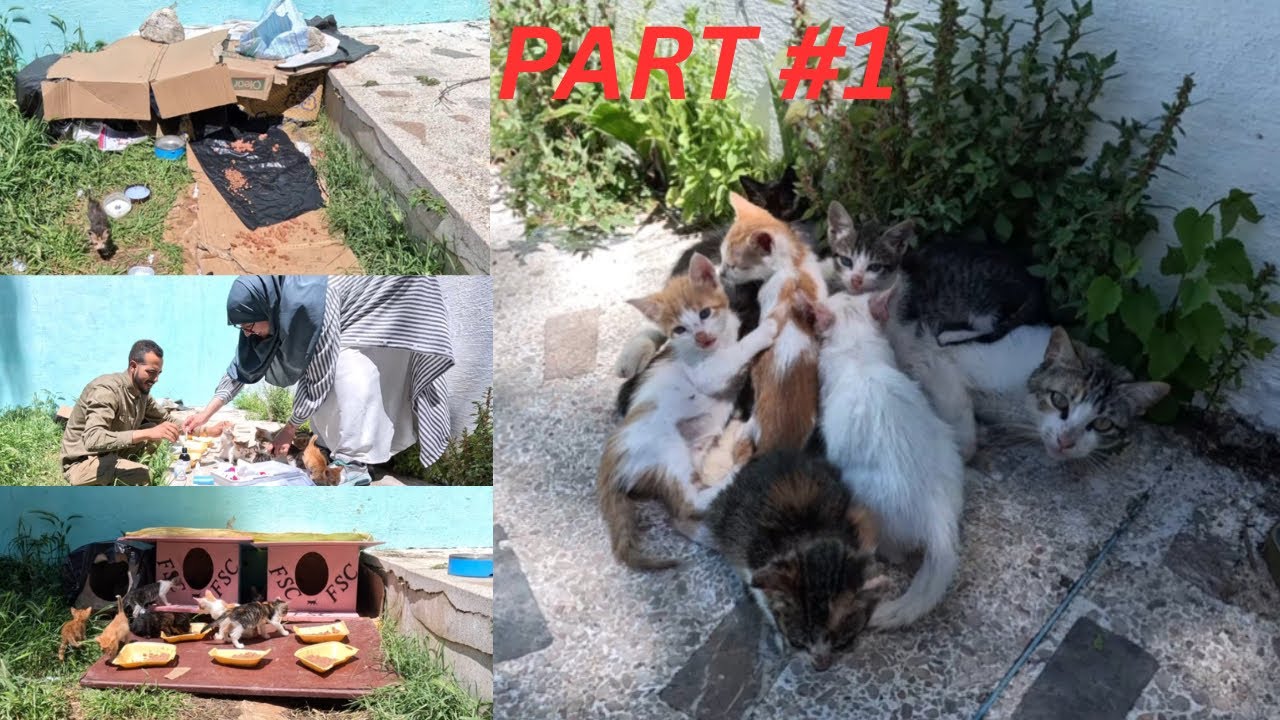 Кошка ищет помощь, усыновив 15+ брошенных котят!