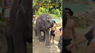 #foryou #trendingshorts #viral #elephant #wildlife #travel #cute #haathi #share #explore