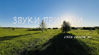 Заспокійлива музика для нервів, спів птахів, релакс, медитація, Ukraine natural relax