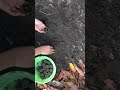 Mengisi tempat semai dari daun jambu air dengan media tanam