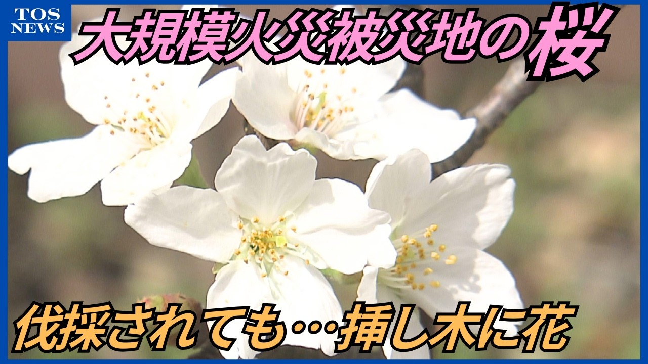 囲炉裏　桜の木 Cherry trees that survived the fire are blooming vigorously in