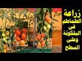 زراعة الطماطم في المنزل | How to grow tomato at home