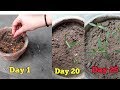 How to grow Marigold from seeds| Grow Marigold from flowers| Marigold propagation