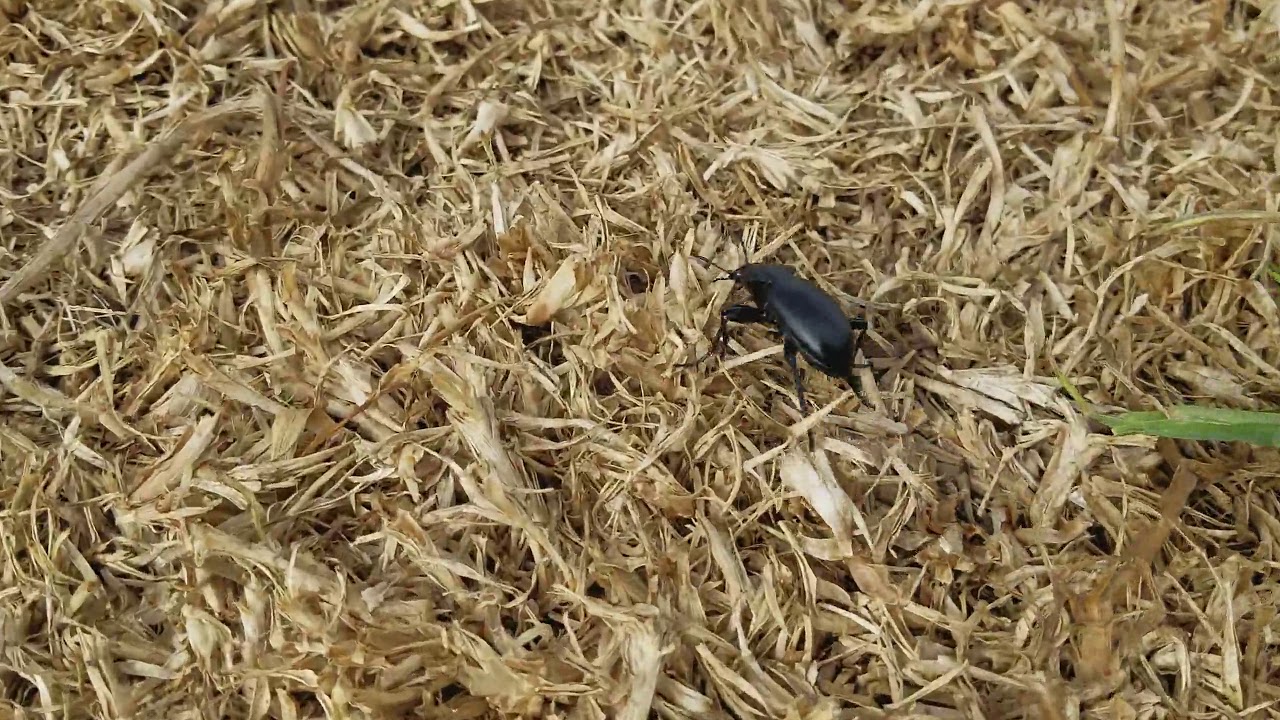 rumble video upload Big Black Beetle Looking for shade it's Hot