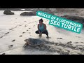 Turtle Foundation - Sea Turtle Rescue Operation 2020