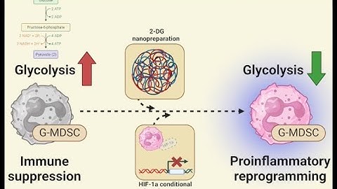 A glycolysis/HIF1a axis in promoting G-MDSC activity and biofilm persistence during PJI is important