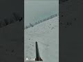 Охота на кролика 091ахватывающий #охота #охотанакролика #кролик #rabbithunting#кабан #дикаяприрода
