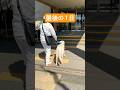 【最後の1日】盲導犬氷次郎🦮今まで本当に本当にありがとう❣️#shorts #labrador #盲導犬