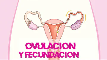 ¿Qué siente tu cuerpo cuando el espermatozoide se encuentra con el óvulo?