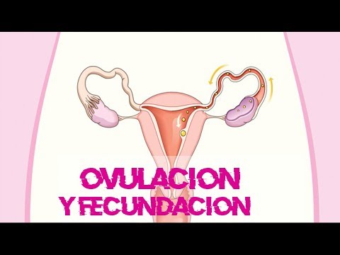 Video: Inmersión de plántulas: ¿qué es?