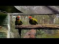 Macaw - Military macaw - Ara Militaris #cute #birds #love