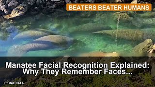 Manatee Facial Recognition Explained: Why They Remember Faces Better Than Humans