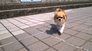りくくんの義足練習20130526v2