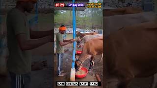 MP मैं बछड़ीयों का बहुत अच्छे से स्वागत किया ✅️ ♥️ #minivlog #dairyfarm Sarb Cheema Dairy Farm