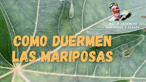 ¿Dónde duermen las mariposas?