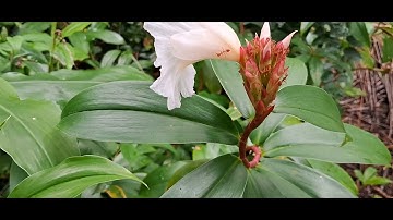 Cát Lồi ( Mía dò, đọt đắng) vị thuốc hay chữa xơ gan, viêm tai, viêm thận, thấp khớp, ho gà rất hay