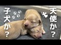 【犬7頭と暮らすおっさん】ダックスの赤ちゃんが誕生!!通常見ることのできない貴重な映像たっぷりです🐶【最後にお知らせあり】