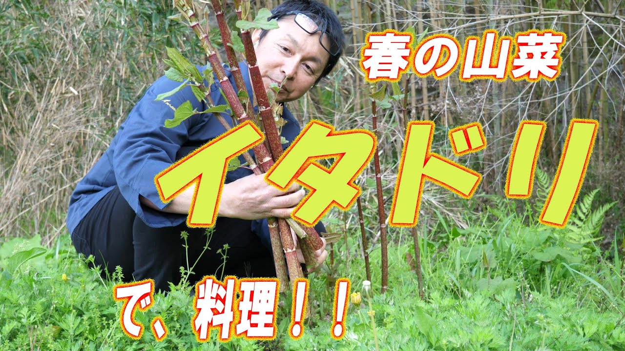 イタドリの動画 画像 動画検索 マイルドサイト