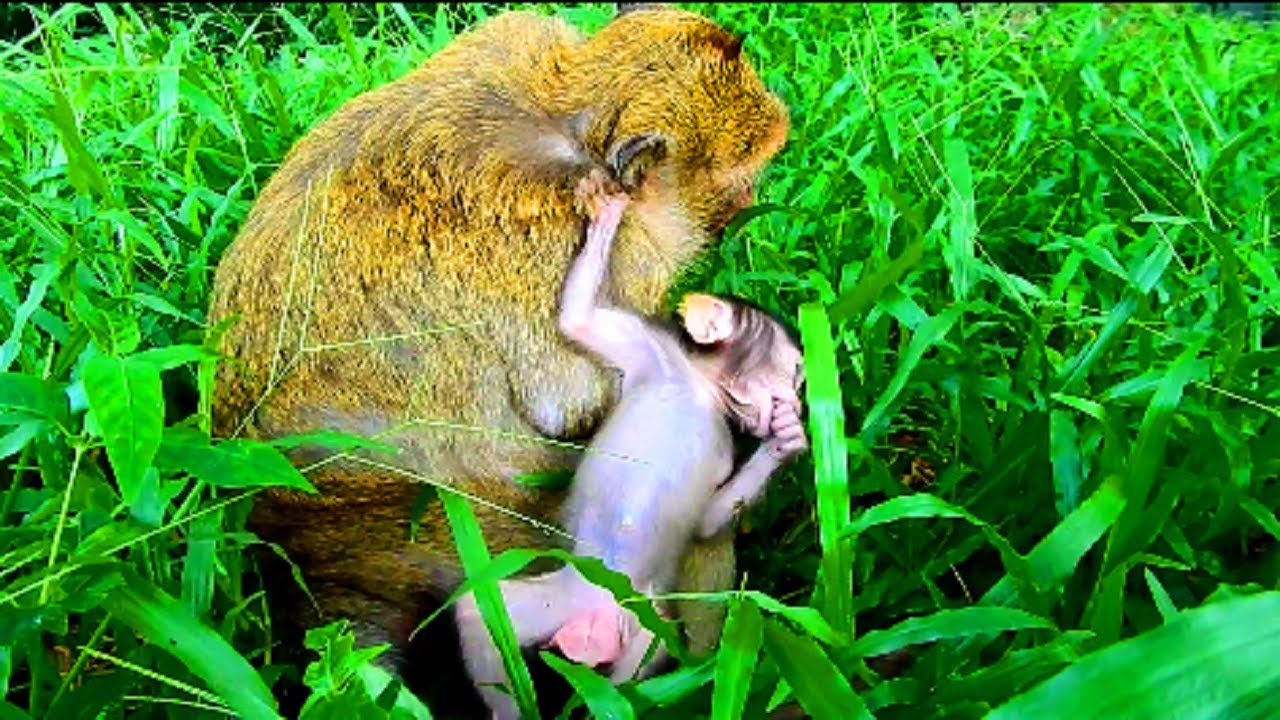 What is this new baby Bree? It very smart monkey and beautiful baby , healthy baby 